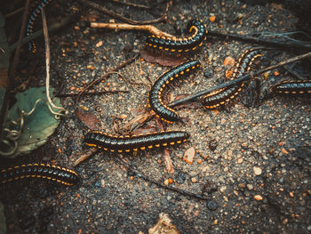 High angle view of insect on land