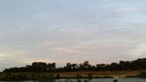 Scenic view of trees against sky