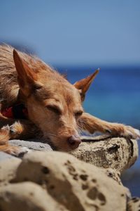 Close-up of dog