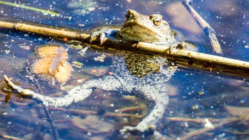 View of turtle swimming in lake