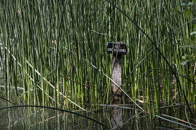 High angle view of bamboo amidst plants in lake