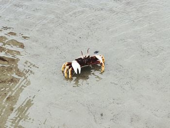 High angle view of horse on beach