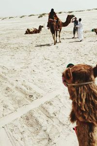 Dog on beach