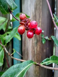 Close-up of red berries growing on plant