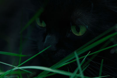 Close-up of black cat