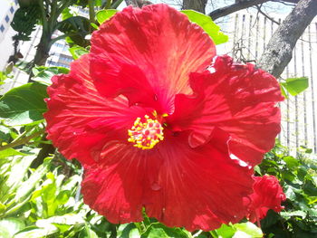 Close-up of red hibiscus blooming outdoors