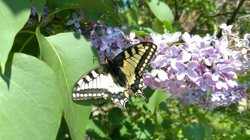 Close-up of butterfly pollinating on purple flower