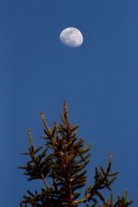 Low angle view of tree against clear sky at night