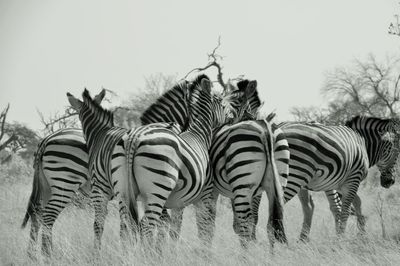 View of zebras on field