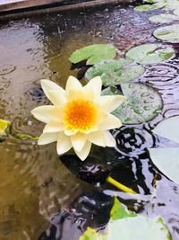 Close-up of lotus water lily in lake