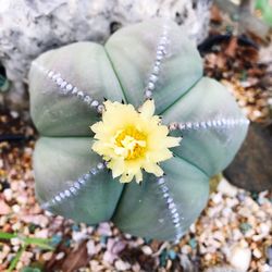 High angle view of flowering plant