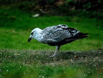 Close-up of a bird perching on a field