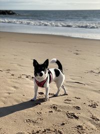 Dogs running at sandy beach