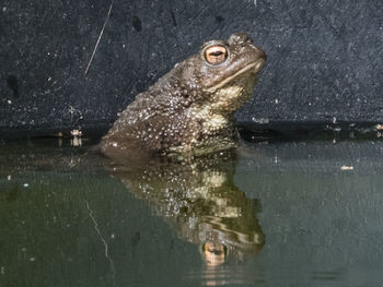 Close-up of turtle in water