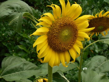 Close-up of sunflowers