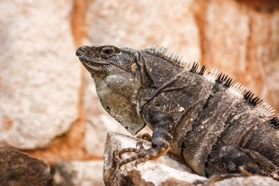 Close-up of iguana on rock