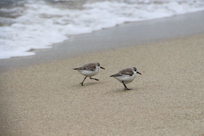 High angle view of sandpipers on shore at beach