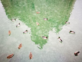 High angle view of mallard ducks swimming in lake