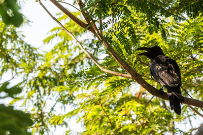 Low angle view of bird perching on tree