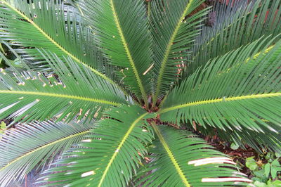 Full frame shot of palm tree leaves