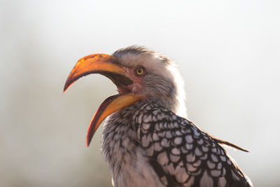 Close-up of a bird