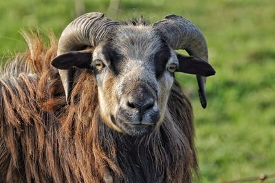 Close-up of horned sheep