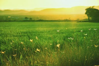 Scenic view of grassy field against sky