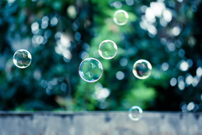 Bubbles against trees