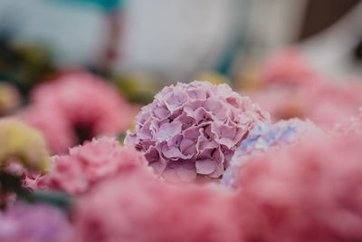Close-up of pink hydrangea flowers