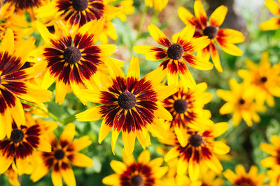 Close-up of yellow flowers blooming outdoors