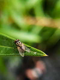 Close-up of fly on leaf