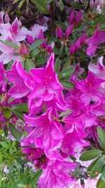 Full frame shot of pink flowers