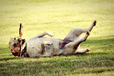 Close-up of dog carrying wooden stick while lying on grass field