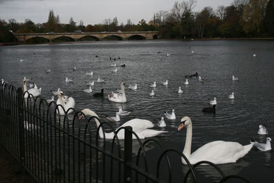 Swans on river by trees against sky