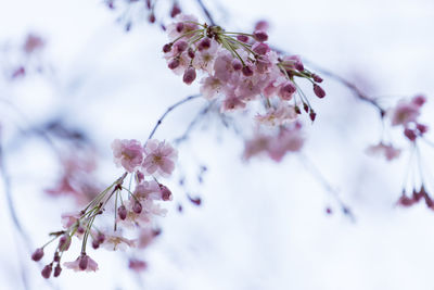 Close-up of cherry blossom