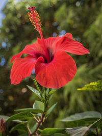 Close-up of red flowers