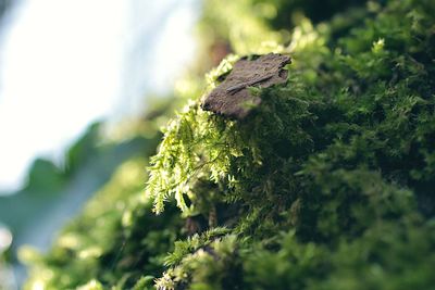 Close-up of moss growing outdoors