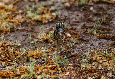 View of bird on field