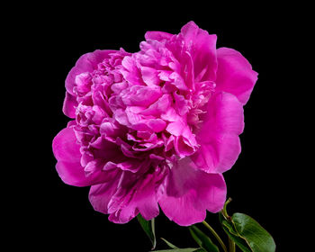 flowering plant