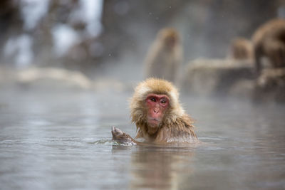 Japanese macaque in hot spring