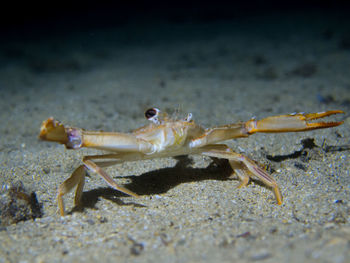 Close-up of crab on sand in mediterranean sea