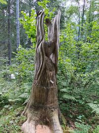 View of tree trunk in forest