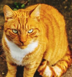 Close-up portrait of ginger cat