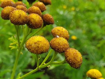 Close-up of yellow flowering plant