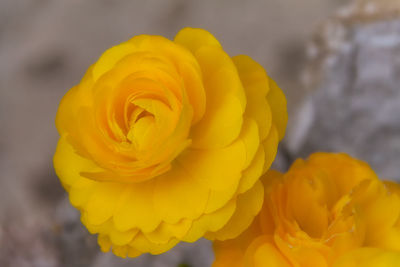 Close-up of yellow rose blooming outdoors