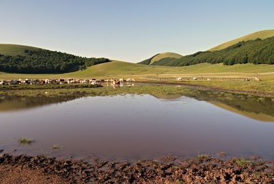 Scenic view of agricultural field against clear sky