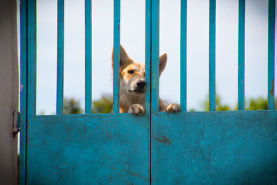 Dog behind blue metallic fence