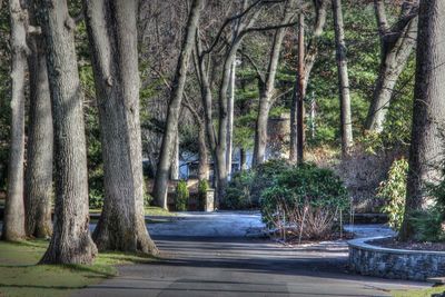 Footpath amidst trees