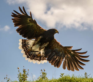 Low angle view of eagle flying against sky