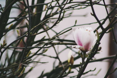 Close-up of white flowers